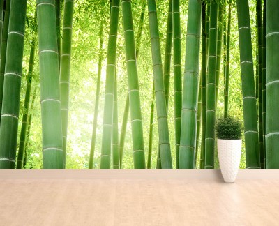 bamboo-forest