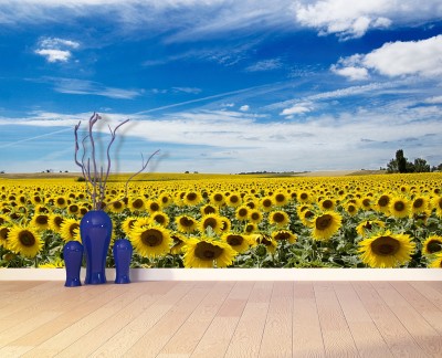 sunflowers-field