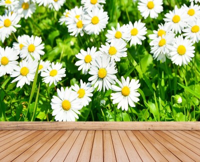 daisies-meadow