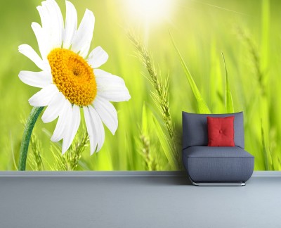 daisy-flower