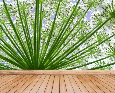 hogweed-vlies