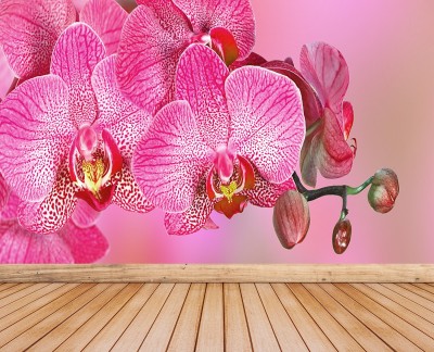 pink-orchid