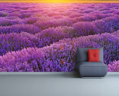 lavender-field