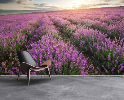 lavender-meadow