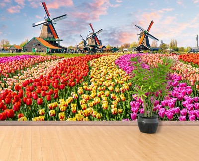 tulips-windmills