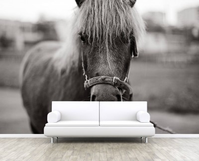 black-and-white-pony-horse