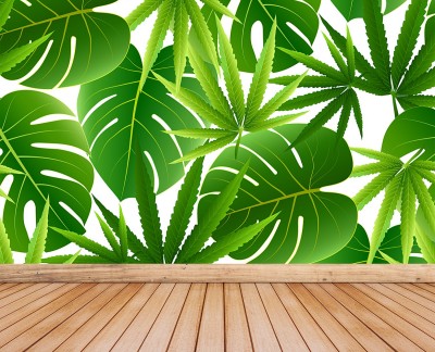 cannabis-leaves
