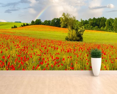 rainbow-poppies