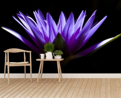 lotus-purple